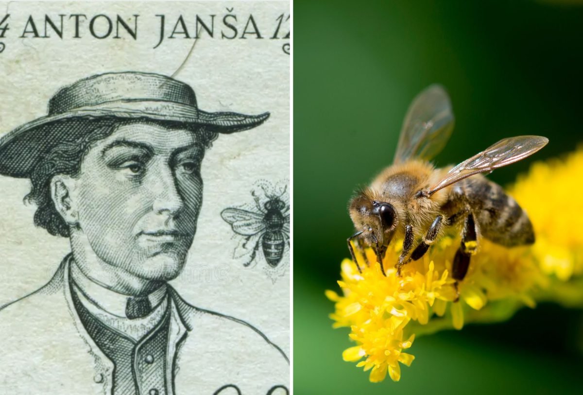Día Mundial de las Abejas: ¿Por qué celebrarlas cada 20 de mayo?