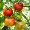 México y Estados Unidos alcanzan acuerdo arancelario sobre al tomate