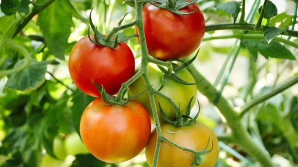México y Estados Unidos alcanzan acuerdo arancelario sobre al tomate