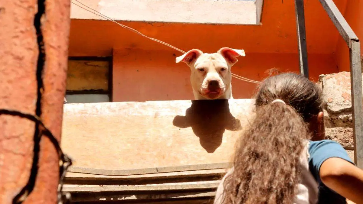 Ataque de pitbulls en Santa María La Ribera deja a hombre gravemente herido; requerirá cirugía facial