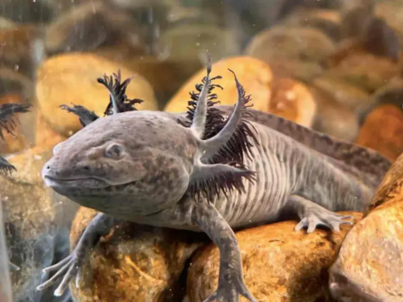 ¿Dónde está el Museo del Ajolote? Descubre cuánto cuesta la entrada y qué incluye