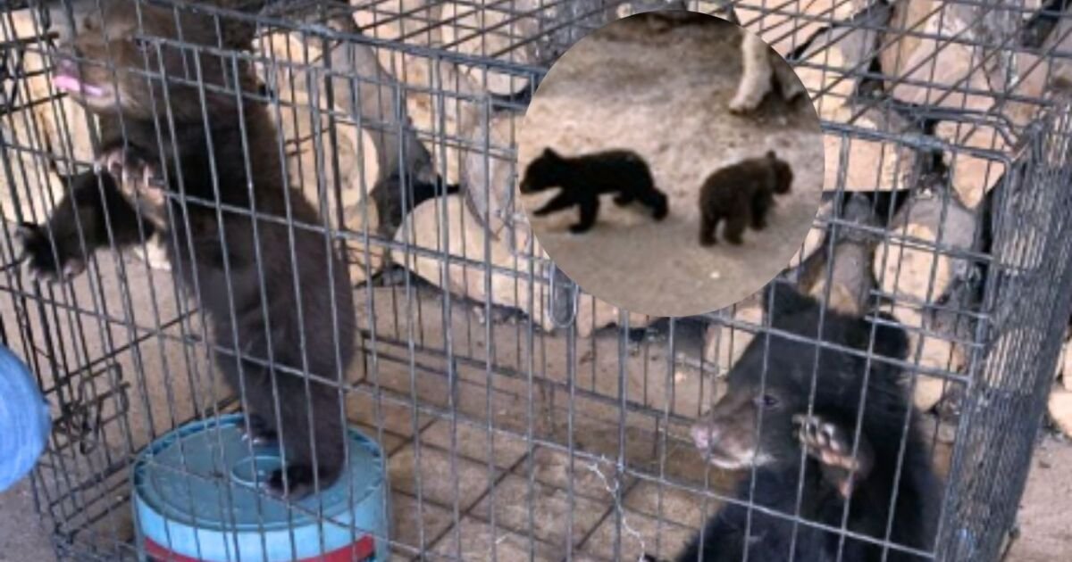 Profepa salva crías de oso negro tras incendio forestal en la sierra de Chihuahua