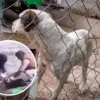 Aseguran Centro de Protección Animal en Ixtapaluca tras video viral de maltrato animal