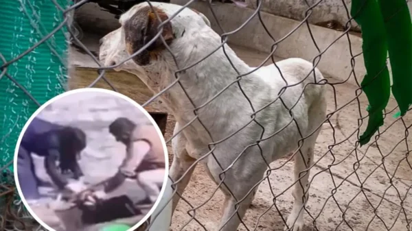 Aseguran Centro de Protección Animal en Ixtapaluca tras video viral de maltrato animal