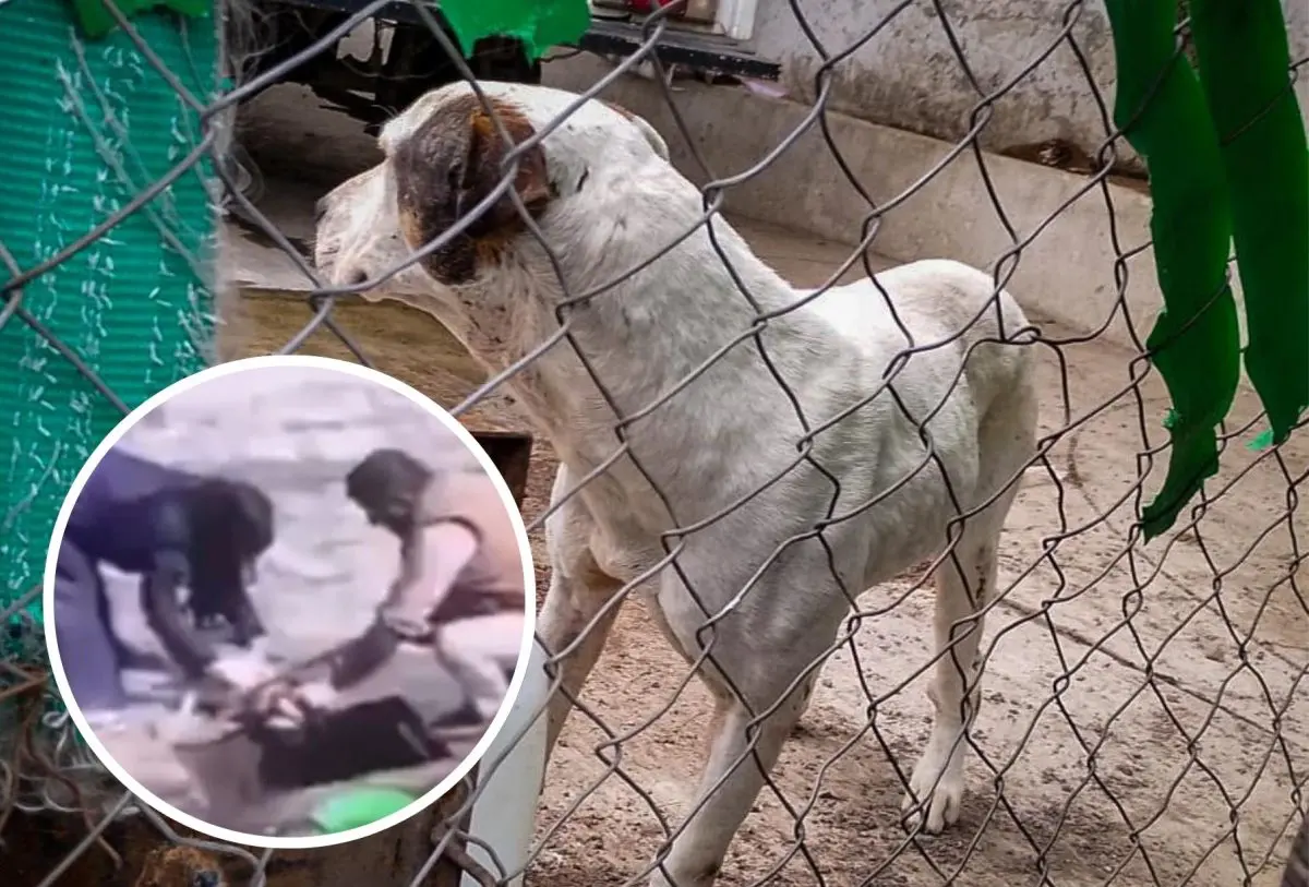 Aseguran Centro de Protección Animal en Ixtapaluca tras video viral de maltrato animal