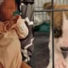 Pitbull cachorra es sacrificada por la muerte de una bebé, pero no fue la culpable