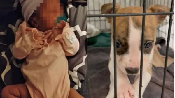 Pitbull cachorra es sacrificada por la muerte de una bebé, pero no fue la culpable
