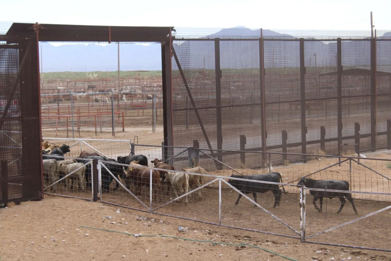 Caen exportaciones de carne mexicana por cierre fronterizo