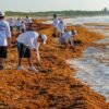 Sargazo en el Caribe: la peor temporada en 2025 según expertos de la UNAM