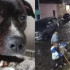 Graban brutal agresión a palazos a “El Negrito” en Tonalá, Jalisco