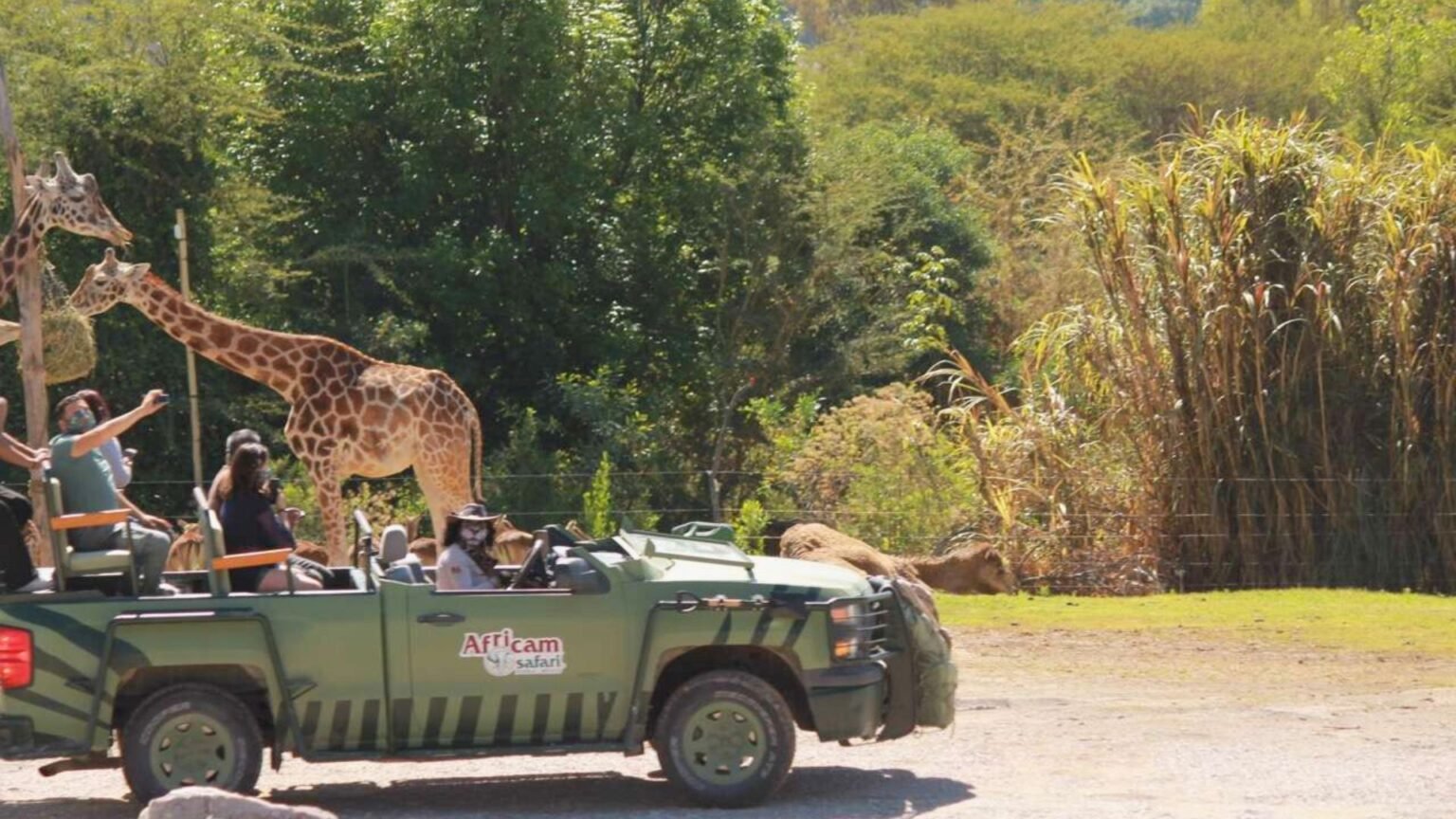 ¿Cuánto cuesta Africam Safari en 2025? Precios, recorridos y ...