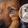 Video: perrito callejero trae a su amigo tras recibir comida en tienda