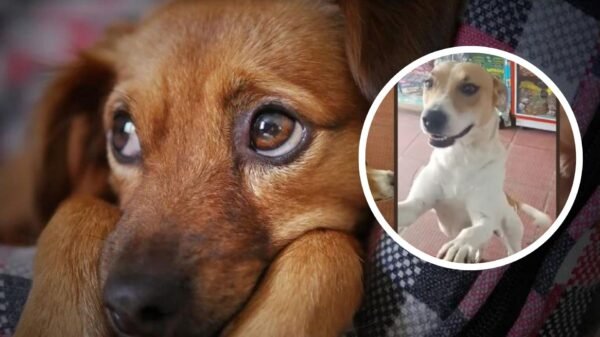 Video: perrito callejero trae a su amigo tras recibir comida en tienda