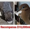 Mujer en Monterrey ofrece 10 mil de recompensa por paloma perdida: "Sólo ella me queda"