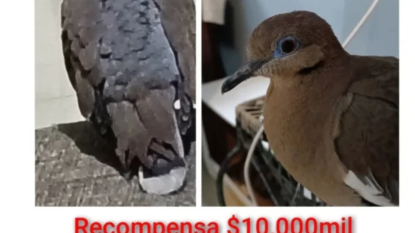 Mujer en Monterrey ofrece 10 mil de recompensa por paloma perdida: "Sólo ella me queda"