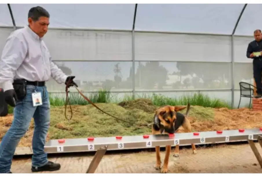“Héroes de cuatro patas”: perritos mestizos ayudan a combatir la plaga del gusano barrenador en México
