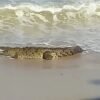 Cocodrilo gigante aparece en el mar y genera pánico en Puerto Vallarta