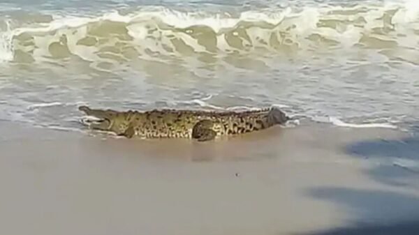Cocodrilo gigante aparece en el mar y genera pánico en Puerto Vallarta