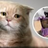 Gatitos se despiden de su hermanito fallecido y el video se vuelve viral