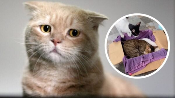 Gatitos se despiden de su hermanito fallecido y el video se vuelve viral