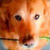 ¿Tu perro te ama? Estas son las señales que lo demuestran