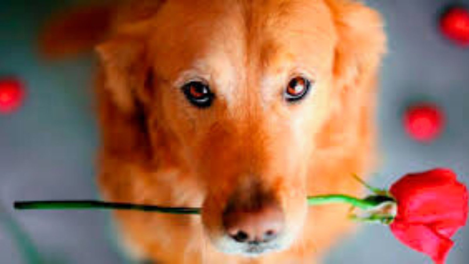 ¿Tu perro te ama? Estas son las señales que lo demuestran