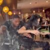 Influencers sobreviven a accidente en restaurante durante transmisión en vivo