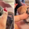 Manicurista le hace prótesis a pajarito sin pico y divide opiniones en redes