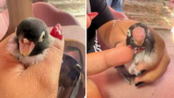 Manicurista le hace prótesis a pajarito sin pico y divide opiniones en redes