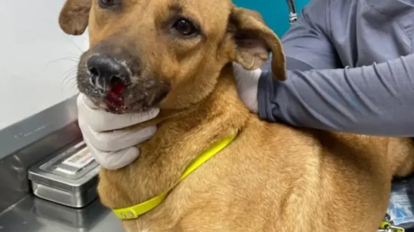 Crueldad extrema en Culiacán: a Maravilla le amarraron el hocico y las patas, y la metieron a una bolsa de basura