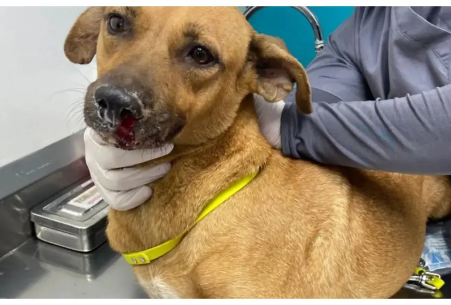 Crueldad extrema en Culiacán: a Maravilla le amarraron el hocico y las patas, y la metieron a una bolsa de basura