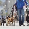 Así es el trabajo de un paseador de perros en CDMX y cuánto puede ganar al mes