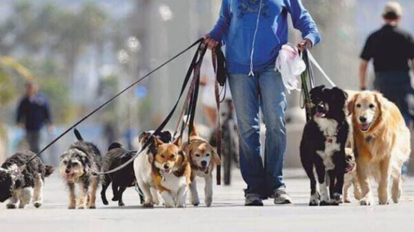 Así es el trabajo de un paseador de perros en CDMX y cuánto puede ganar al mes