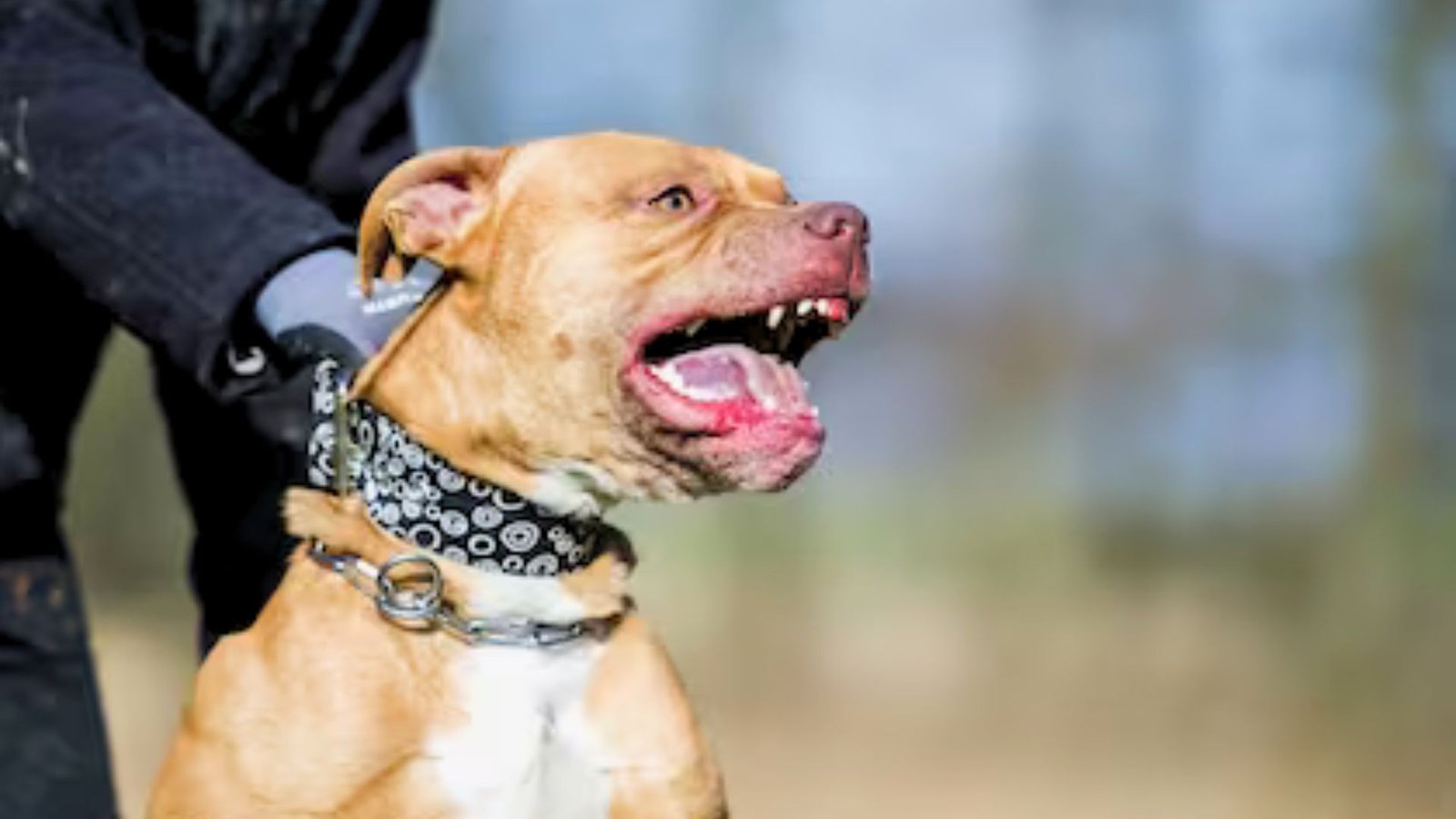 Pitbull ataca a dos madres y sus hijas mientras esperaban el transporte escolar
