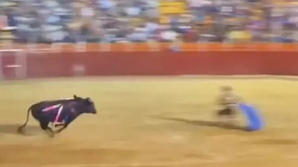 Joven torero portugués muere tras brutal cornada en corrida