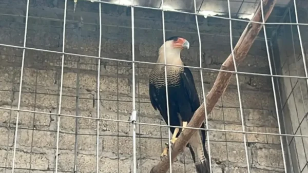 Rescatan 115 aves de criadero clandestino en Edomex; hallan especie en peligro de extinción