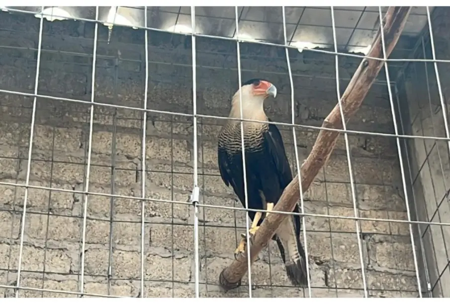Rescatan 115 aves de criadero clandestino en Edomex; hallan especie en peligro de extinción