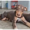 Muere ‘Esperanza’, la perrita herida en tiroteo de Culiacán; su historia conmovió a todo México