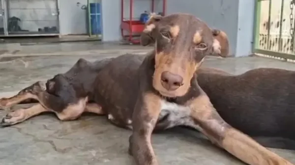 Muere ‘Esperanza’, la perrita herida en tiroteo de Culiacán; su historia conmovió a todo México