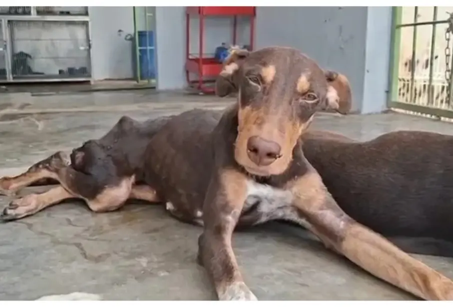 Muere ‘Esperanza’, la perrita herida en tiroteo de Culiacán; su historia conmovió a todo México