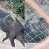 Captan a un “jabalí zombie” con la espalda mordida y el video causa impacto