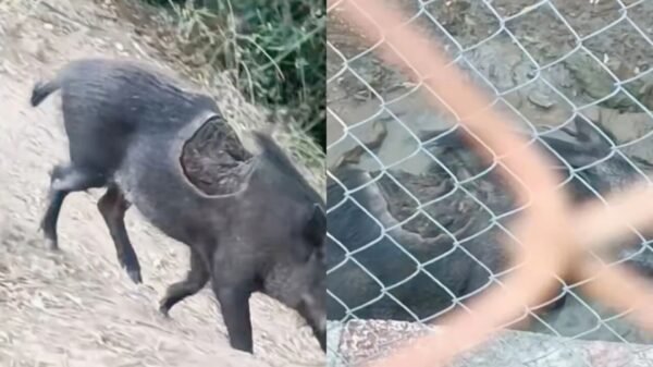 Captan a un “jabalí zombie” con la espalda mordida y el video causa impacto