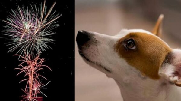 Pirotecnia y animales: ¿Cómo afecta a perros y gatos, y qué hacer para ayudarlos?