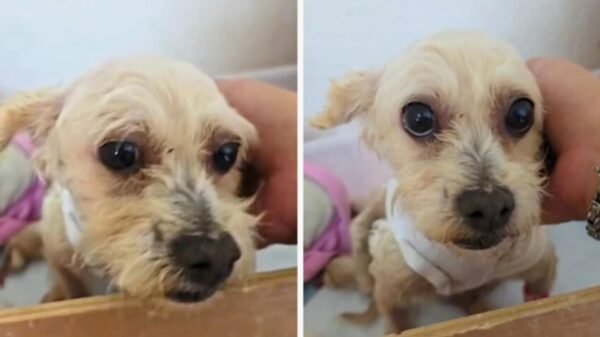 Cereza, la perrita embarazada que sobrevivió a la explosión de Iztapalapa y lucha por sus cachorros