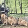 Trabajador muere devorado por leones al ignorar reglas en safari de Tailandia