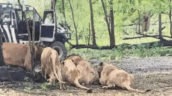 Trabajador muere devorado por leones al ignorar reglas en safari de Tailandia