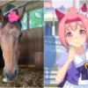 Muere Haru Urara, la yegua japonesa que inspiró a Umamusume a los 29 años