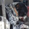 Tragedia en Reynosa: bebé de 11 meses muere tras ataque de perros