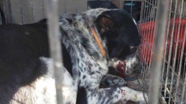 Tragedia en Reynosa: bebé de 11 meses muere tras ataque de perros