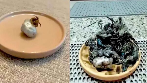 Masa negra con tentáculos sorprende en Panamá; desata teorías alienígenas y comparaciones con Venom